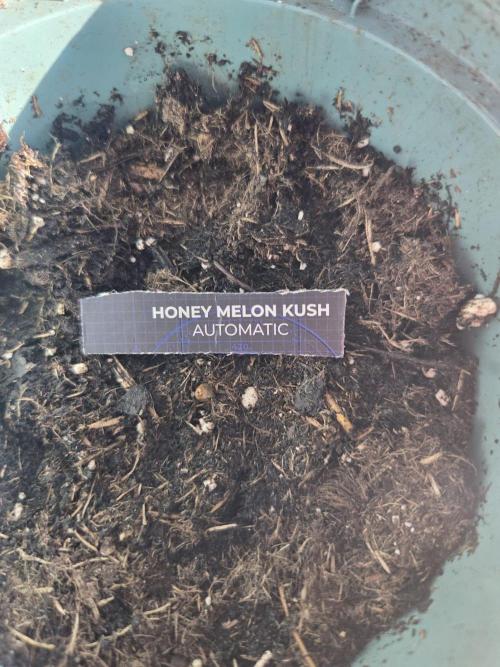 Dr.SkunkyKush: HMKU Auto. Week 0