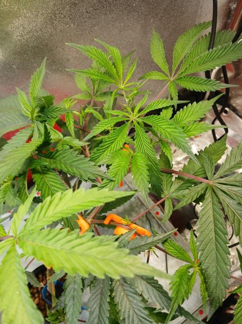 DAIN#8Cut Cultiva RDWC Grünerbrunnen.at. Week 8