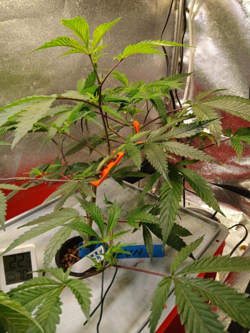 DAIN#8Cut Cultiva RDWC Grünerbrunnen.at. Week 8