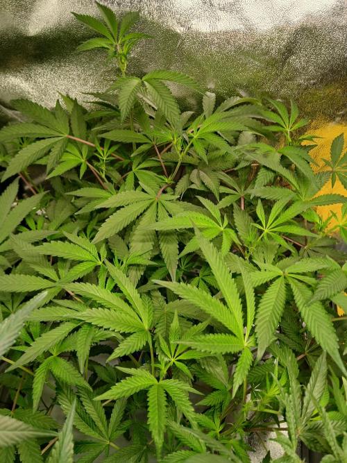 BLSK Gen4.2 RDWC. Week 11