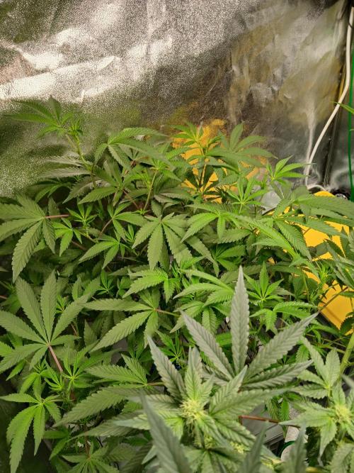 BLSK Gen4.2 RDWC. Week 11