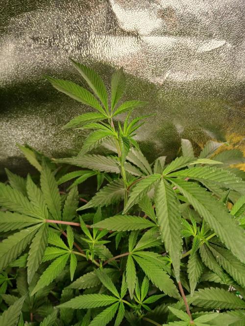 BLSK Gen4.2 RDWC. Week 11