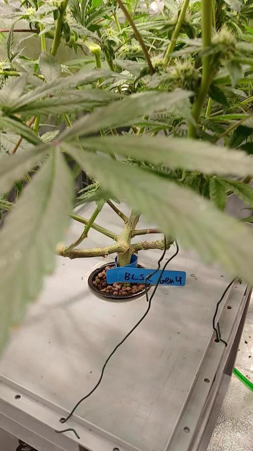 Blue Skunk. Week 11