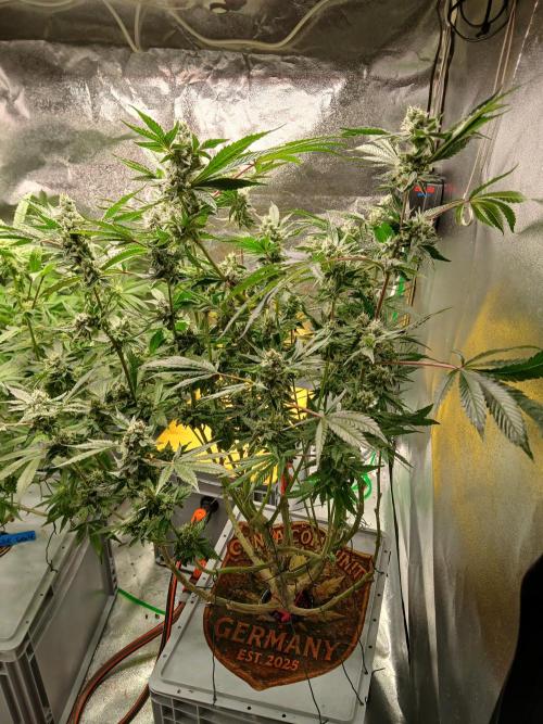 TRCH OSS RDWC. Week 14