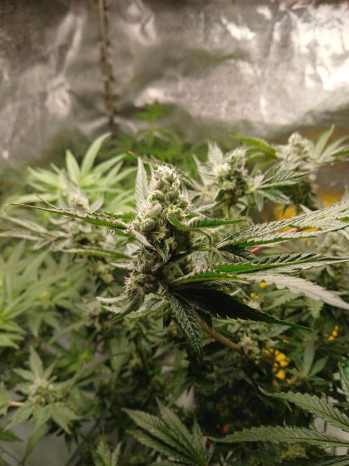 TRCH OSS RDWC. Week 14