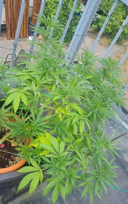 LoisenFarm: TRCH OSS OUTDOOR. Week 14