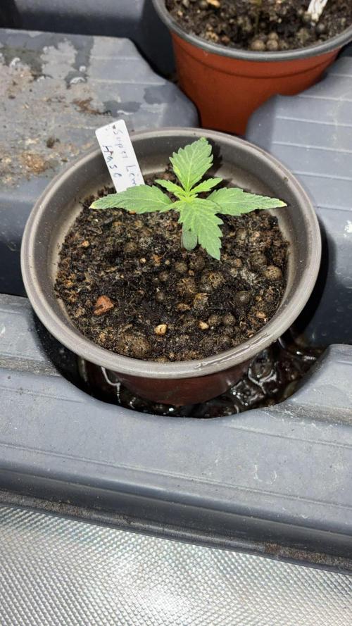 Dr.HanfDampf: SLEH Auto Seedsupplier. Week 3