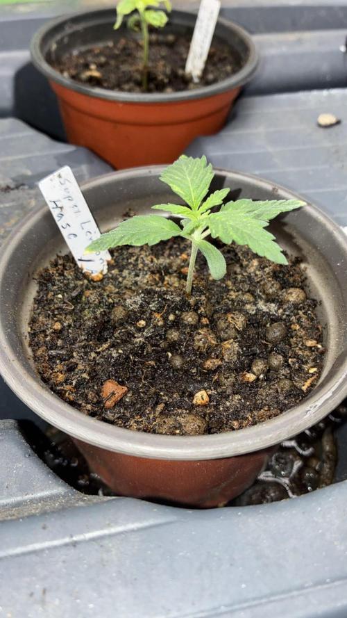 Dr.HanfDampf: SLEH Auto Seedsupplier. Week 3