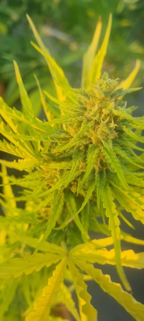 LoisenFarm: STOR OutdoorBattle. Week 9