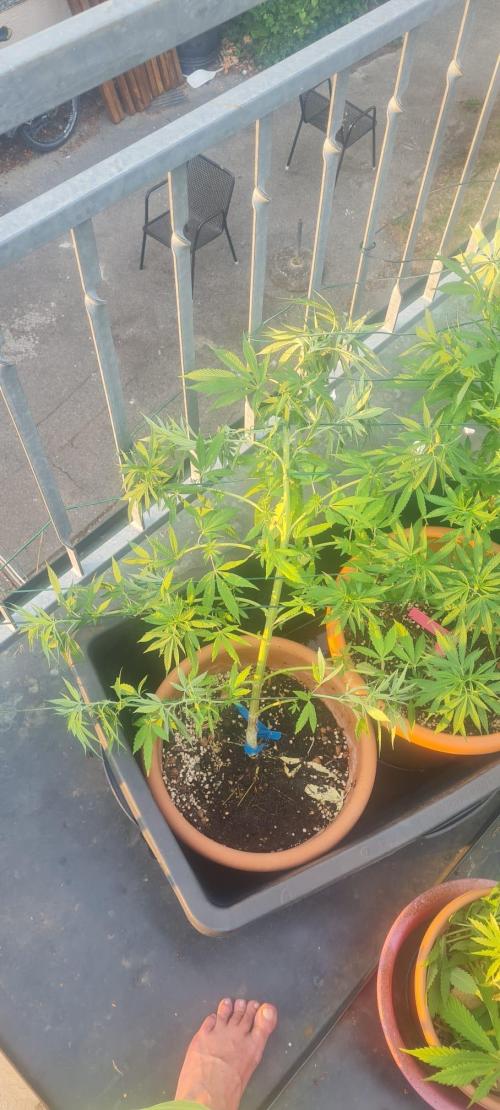 LoisenFarm: GOCO Outdoor (Findling). Week 12