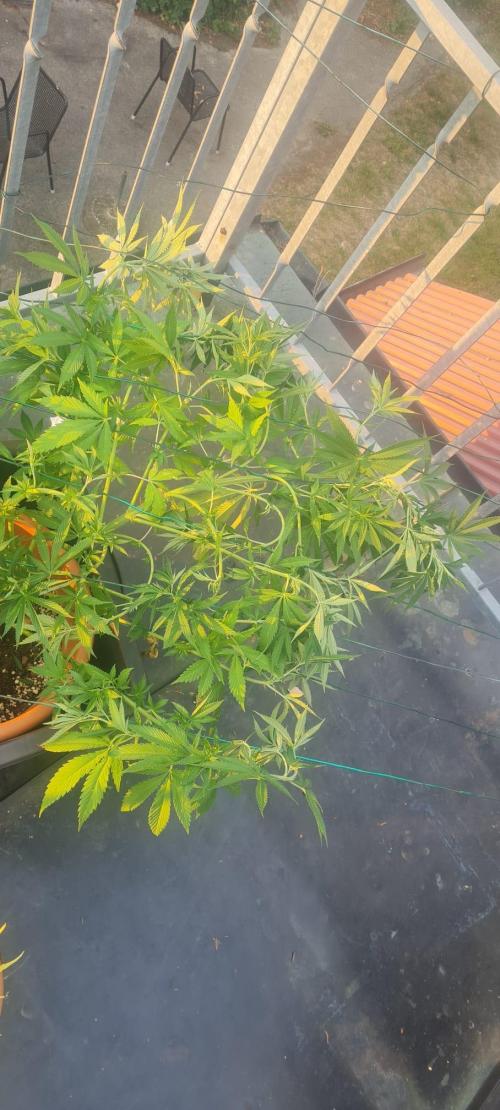 LoisenFarm: TRCH OSS OUTDOOR. Week 14