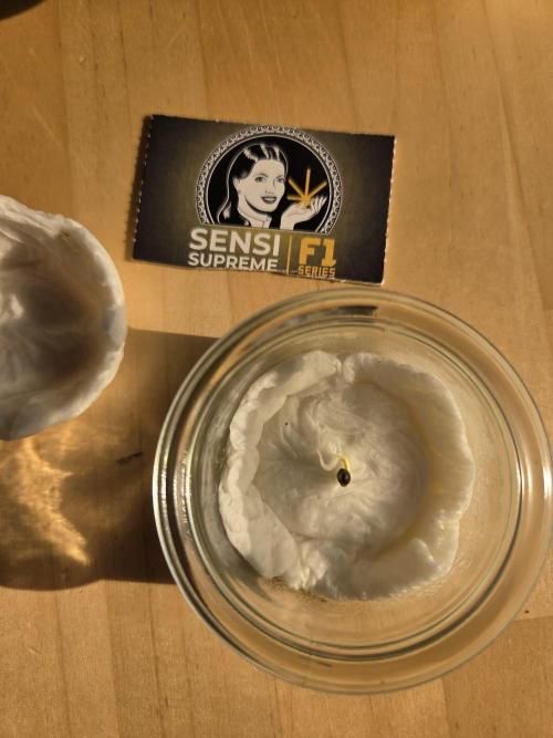 Dr.SkunkyKush: SOAK Auto. Week 0