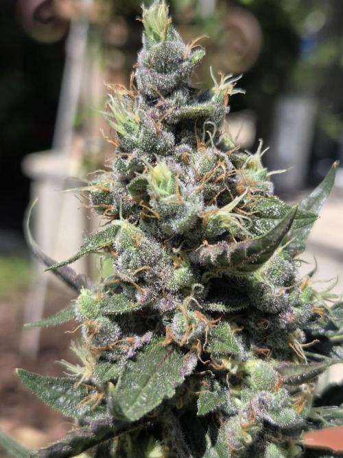 Dr.SkunkyKush: STOR. Week 9
