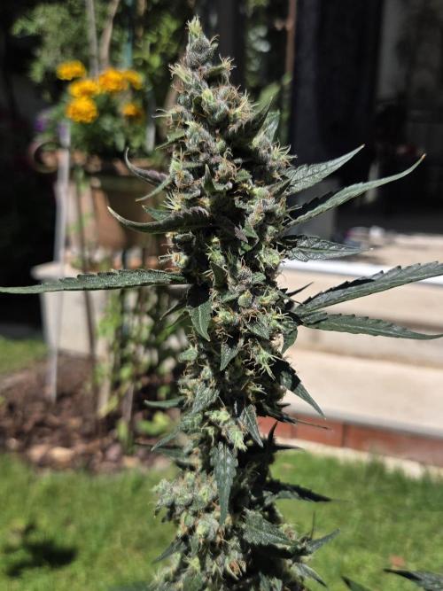 Dr.SkunkyKush: STOR. Week 9