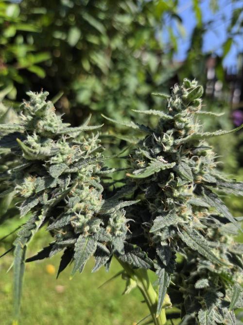 Dr.SkunkyKush: STOR. Week 9