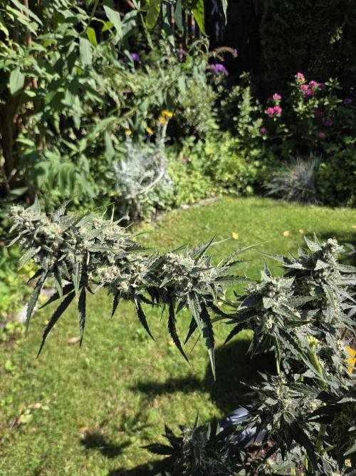 Dr.SkunkyKush: STOR. Week 9