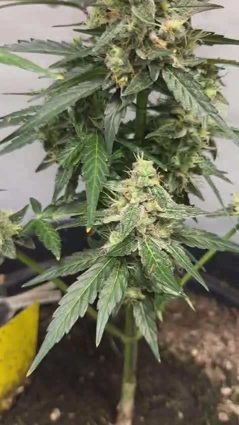 Dr.SkunkyKush: STOR