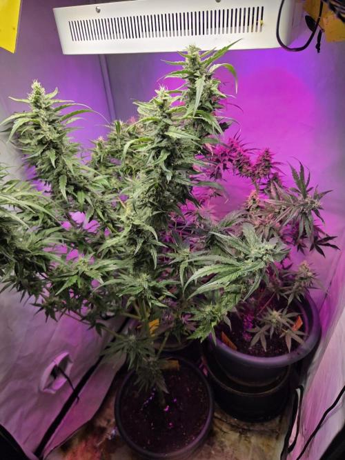 Dr.SkunkyKush: STOR. Week 9