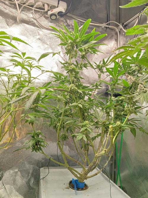 BLSK Gen4.1 RDWC. Week 11