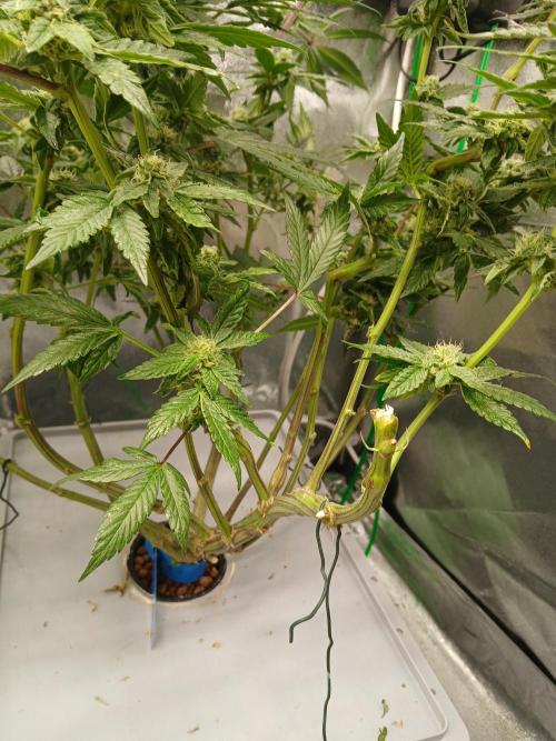 BLSK Gen4.1 RDWC. Week 11