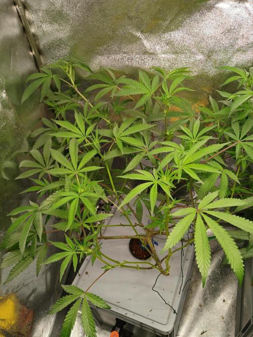 BLSK Gen4.2 RDWC. Week 11