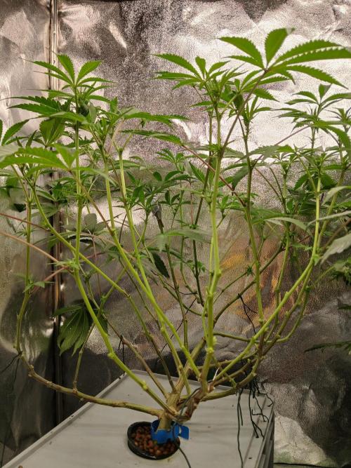 BLSK Gen4.2 RDWC. Week 11