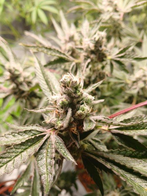 TRCH OSS RDWC. Week 15