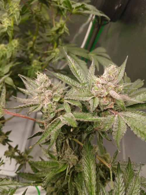 TRCH OSS RDWC. Week 15