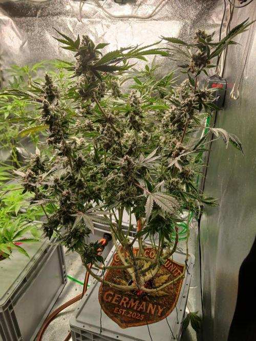 Trop Cherry. Week 15