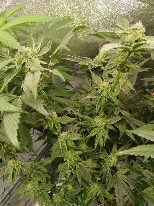 BLSK Gen4.1 RDWC. Week 12