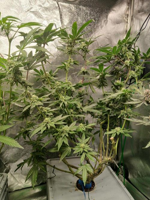 BLSK Gen4.1 RDWC. Week 12