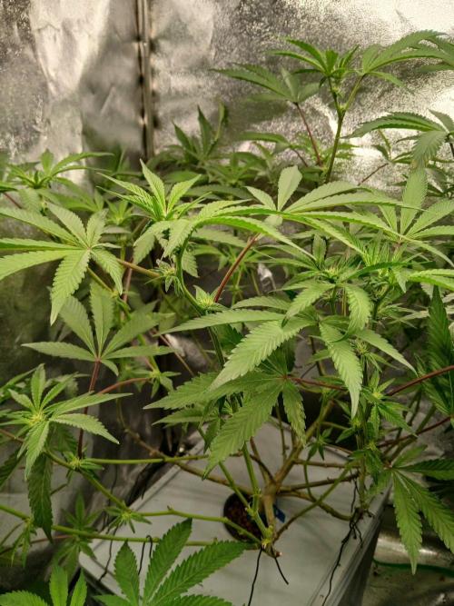 BLSK Gen4.2 RDWC. Week 12