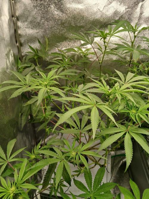 BLSK Gen4.2 RDWC. Week 12