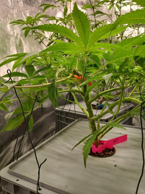 PLOT RDWC. Week 10