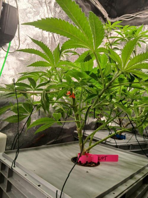 PLOT RDWC. Week 10