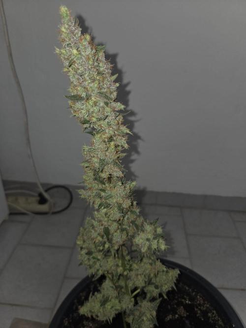 Dr.SkunkyKush: STOR. Week 10