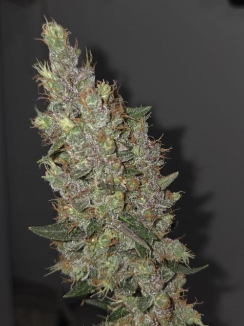 Dr.SkunkyKush: STOR. Week 10