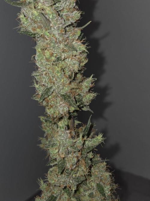Dr.SkunkyKush: STOR. Week 10