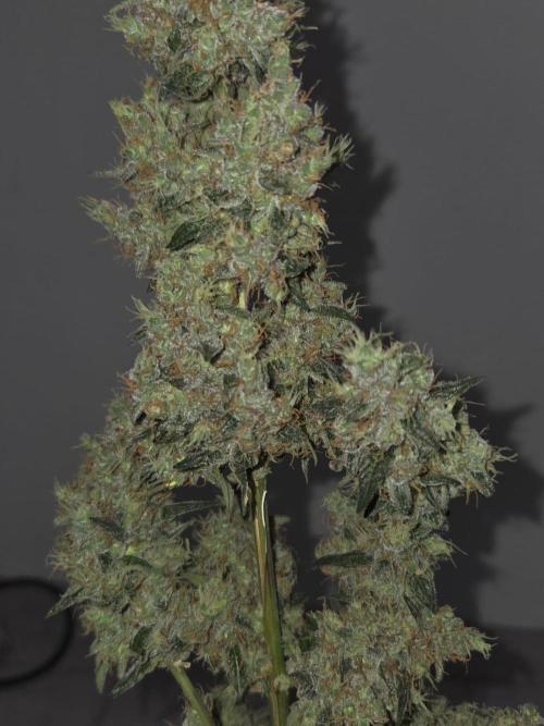Dr.SkunkyKush: STOR. Week 10