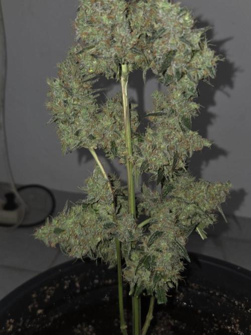Dr.SkunkyKush: STOR. Week 10