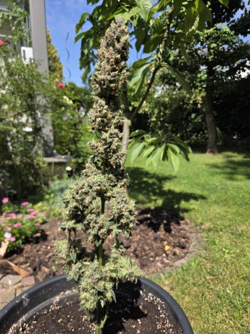 Dr.SkunkyKush: STOR. Week 10