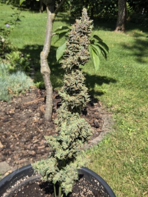 Dr.SkunkyKush: STOR. Week 10