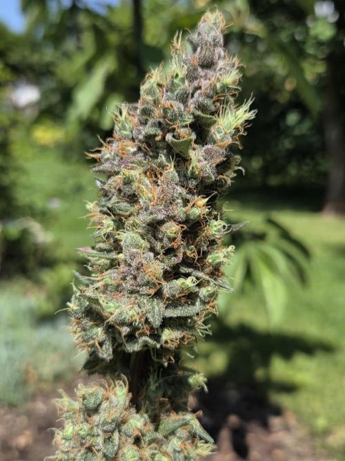Dr.SkunkyKush: STOR. Week 10