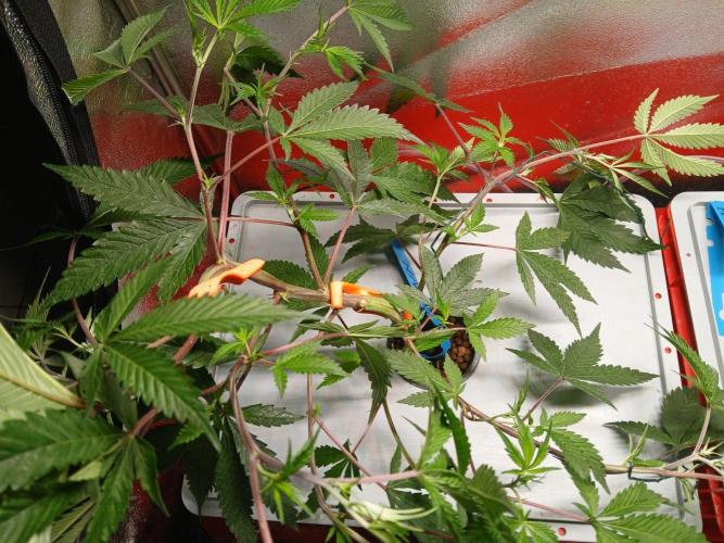DAIN RDWC TopShelfClones.at Cut#8Cultiva. Week 9