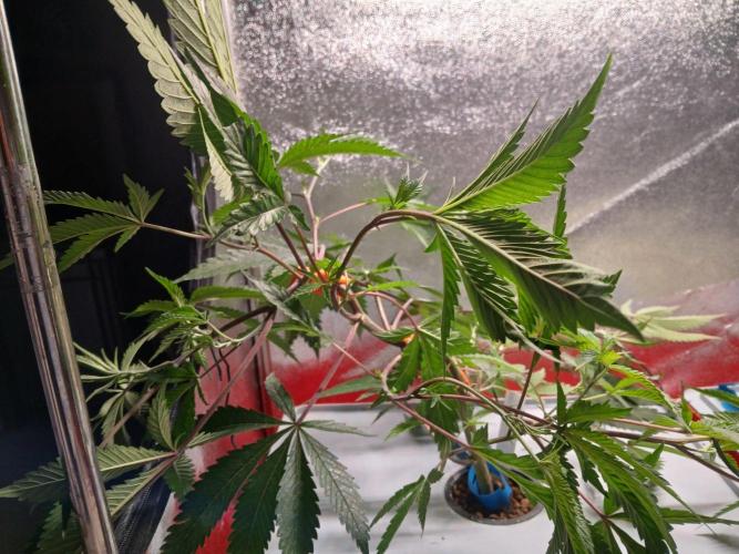 DAIN RDWC TopShelfClones.at Cut#8Cultiva. Week 9