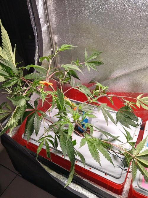 DAIN RDWC TopShelfClones.at Cut#8Cultiva. Week 9