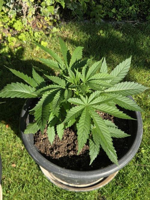 Dr.SkunkyKush: HUBU DopeBois & Sleezy. Week 5