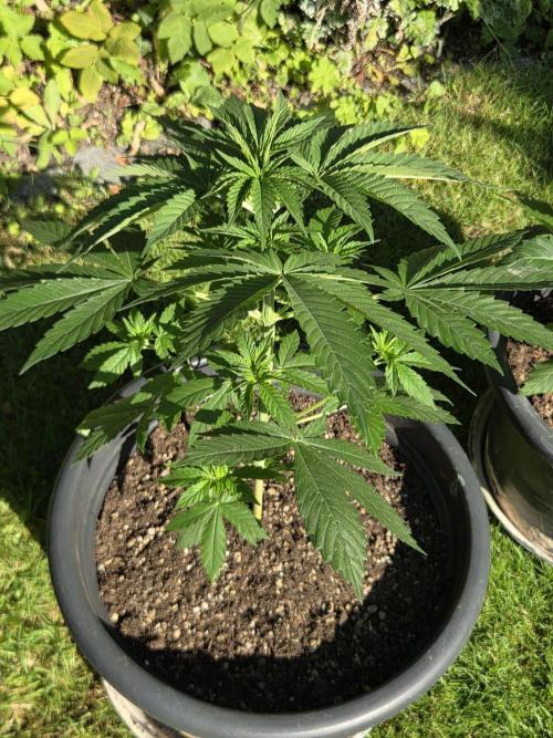 Dr.SkunkyKush: HUBU DopeBois & Sleezy. Week 5