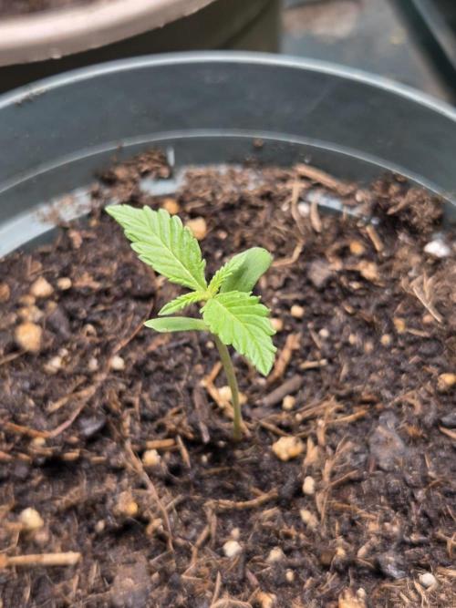 Honey Melon Kush. Week 2