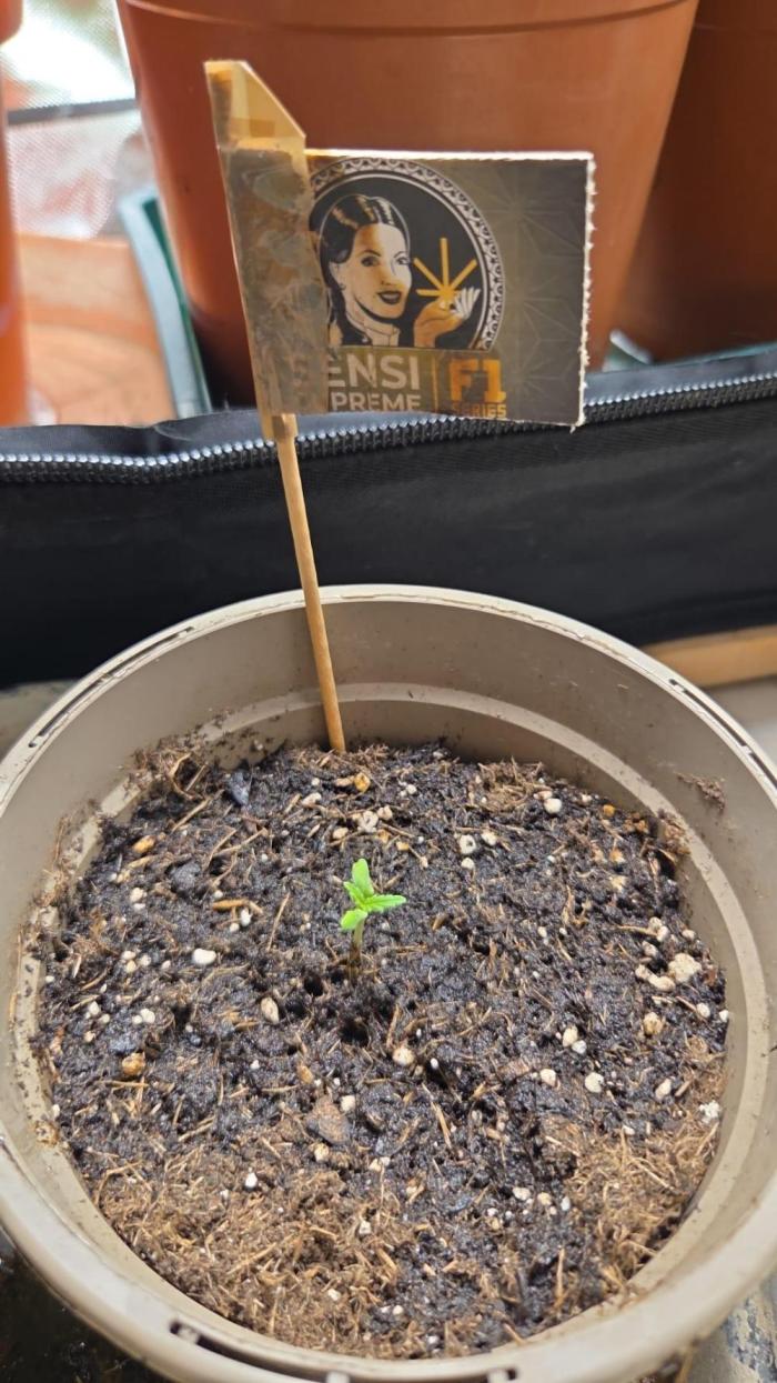 Dr.SkunkyKush: SOAK Auto. Week 1
